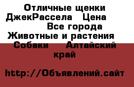 Отличные щенки ДжекРассела › Цена ­ 50 000 - Все города Животные и растения » Собаки   . Алтайский край